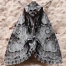 Acronicta mansueta