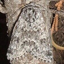 Acronicta lupini