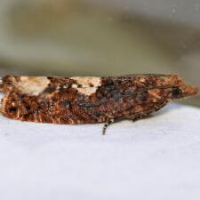 Epinotia trigonella