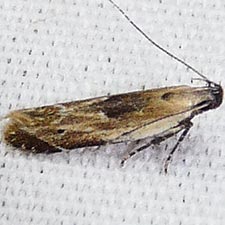 Monochroa gilvolinella