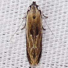 Monochroa gilvolinella