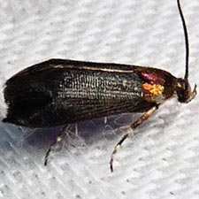 Abrenthia cuprea