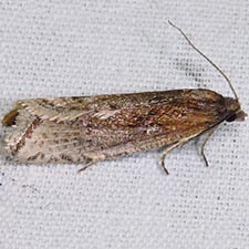 Eucosma kokana