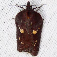 Acleris bowmanana