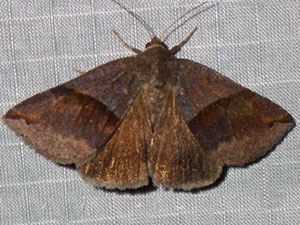 Gondysia similis