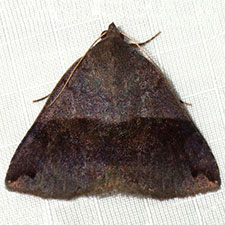 Gondysia similis