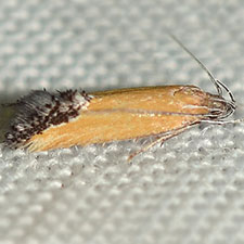 Triclonella n. sp.