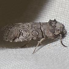 Anycteola fotelloides