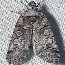 Anycteola fotelloides