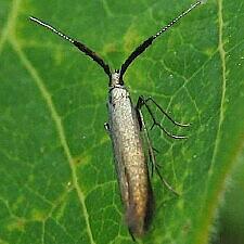 Coleophora mayrella