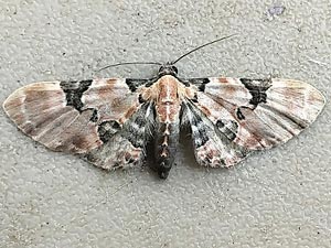 Eupithecia stellata