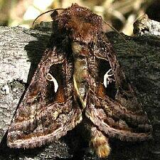 Autographa sansoni