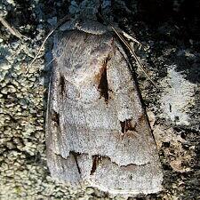 Acronicta quadrata