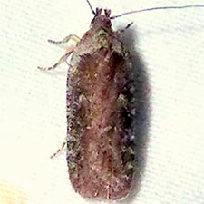 Agonopterix psoraliella