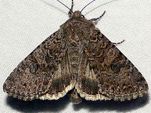 Anarta oregonica