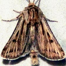 Agrotis daedalus