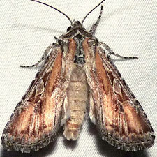 Euxoa pluralis