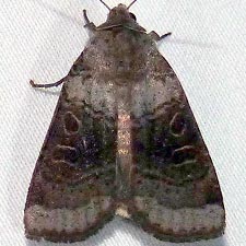 Abagrotis turbulenta