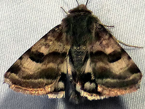 Heliothis ononis