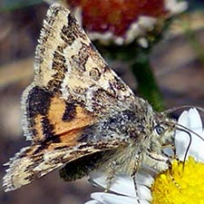 Schinia edwardsii