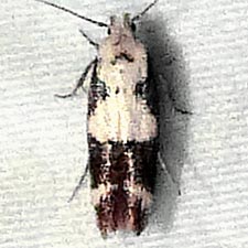 Mompha definitella