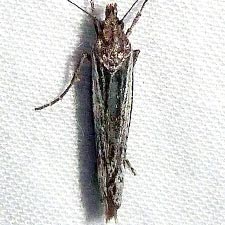 Ypsolopha flavistrigella