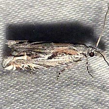 Eucosma tenuiana