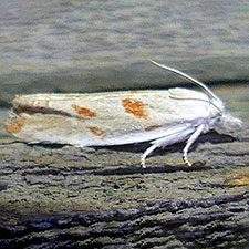 Eucosma setonana