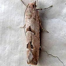 Pelochrista parapulveratana