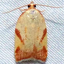 Acleris foliana