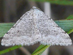 Digrammia terramalata