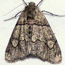 Gabriola minima