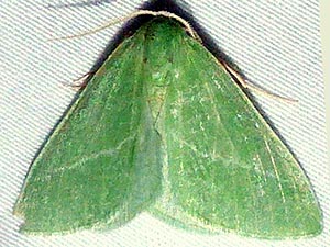 Chlorosea nevadaria