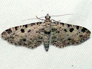 Eupithecia discoidalis