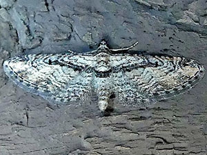 Eupithecia opinata