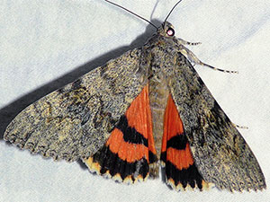 Catocala luciana