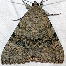 Catocala luciana