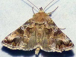 Polychrysia morigera