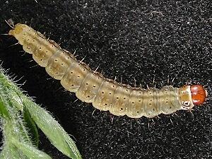 Agonopterix nervosa