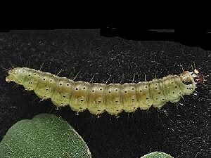 Agonopterix nervosa