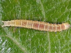 Ypsolopha falciferella