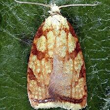 Acleris albicomana