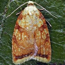 Acleris albicomana