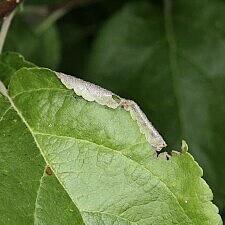 Acleris holmiana