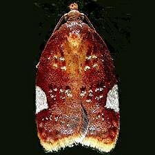 Acleris holmiana