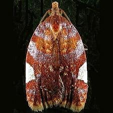 Acleris holmiana