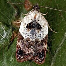 Acleris variegana