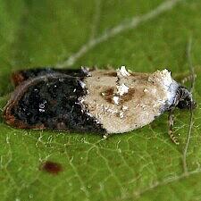 Acleris variegana