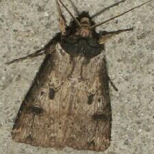 Agrotis malefida