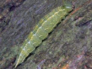 Asterocampa celtis